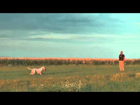dogo argentino