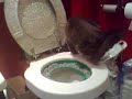 Archie Litter Kwitter Balance Issues