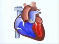 corazon.html