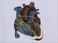 corazon