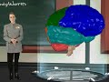 EL CEREBRO