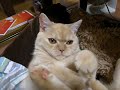 子猫ちゃん遊びましょ～♪