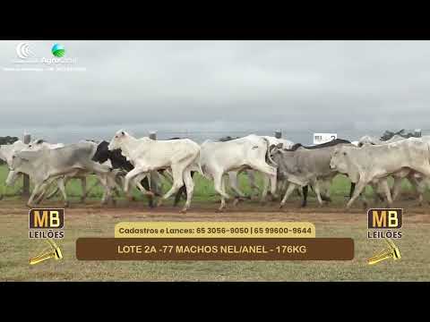 551� LEIL�O VIRTUAL MB LEIL�ES