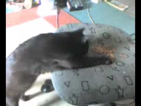 Extreme Lazy Cat