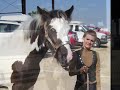 Gypsy Horse Mystic Dream Gypsy Horse Mystic Dream