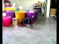 Mini Pinscher Dog