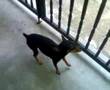 Mini Pinscher Dog