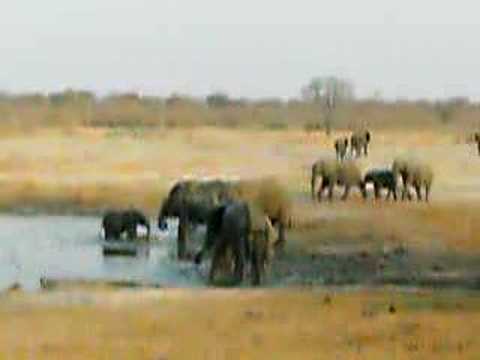 Elephants Hwange Zimbabwe 2007