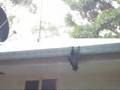 Fruit Bat