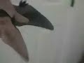 Ridley\ Ridley\