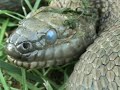 Herping With Dylan: One Angry Watersnake Herping With Dylan: One Angry Watersnake