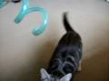 videos de My Cat Plays Fetch