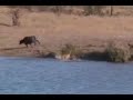 Lion Video Remix Lion Video Remix