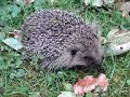 3 Legged Baby Hedgehog 3 Legged Baby Hedgehog