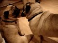 pugs-play-fighting-and-having-fun.html