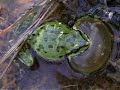 Pacific Tree Frog