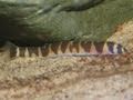 Kuhli loach searching for food / Geflecktes Dornauge [3/3]