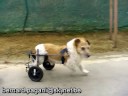Carrello per cane paralizzato
