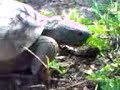 Gopher Tortoise Feeding Closer Shot