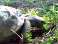 Gopher Tortoise Feeding Closer Shot