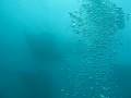 mantaaa atol and whale shark feeding