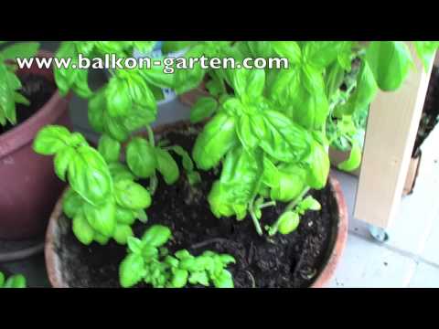 Basilikum düngen und pflegen    Meine Balkon Garten Tipps