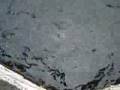 crescatorie de pastrav