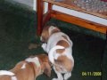 beagle-vs-jack-russell.html