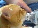 Thirsty Kitty