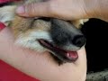 more-in-the-life-of-tod-the-fox.html