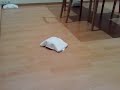 Obejrzyj materiał wideo Obejrzyj materiał wideo