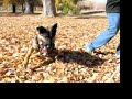 Running through leaves with three legged German Shepherd Wyatt