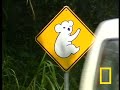 Koalas Saved Koalas Saved