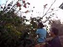 lsc persimmons picking 2 lsc persimmons picking 2