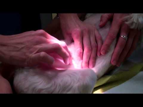 how to perform cystocentesis dog