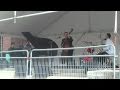 Michael Kaeshammer - She looks like a kangaroo part1