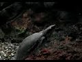 FLY RIVER FRESH WATER TURTLE SHEDD AQUARIUM CHICAGO REPTILE