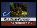 Corydoras Posizione a T Corydoras Posizione a T