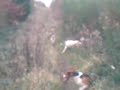 chasse aux chiens courants 2