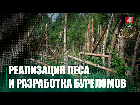В Гомеле рассмотрели вопрос реализации лесоматериалов и разработки буреломных лесосек видео