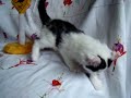 Chatons American Curl - Elevage du Monde Perdu_01 Chatons American Curl - Elevage du Monde Perdu_01