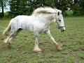 crazy horses // galna hästar!!!!!