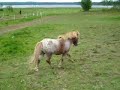crazy horses // galna h�star!!!!!