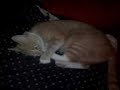 Odd Cat Behavior Odd Cat Behavior