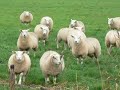 Fryske studinteferiening út Grins moat in utjouwerij in flinke skeafergoeding betelje foar it útbringen fan in Fryske film oer de twalingbroers Hylke en Sytse Klinkhamer.De Friese studentenvereniging Bernlef moet een forse schadeloosstelling betalen aan een uitgeverij in Alkmaar voor het maken van een Friese Kameleonfilm. Het plaatsen van dit onderschepte intervieuw,afbeeldingen en teksten op YouTube zijn voor verantwoording van Flapsk 2008.