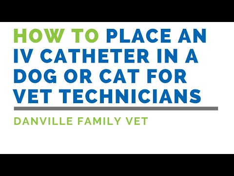 How to Place an IV Catheter in a Dog or Cat for Vet Technicians