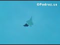 f 22 raptor   chicago air show 2007