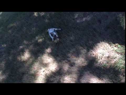 AKC Blue Merle Male Shetland Sheepdog