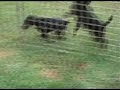 Džeri 3,5 meseca Piksi i Pamela 2,5 meseca reakcija na pitomog zeca.divx
