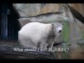Knut wants to protest for his animal welfare!??????????????? Knut wants to protest for his animal welfare!???????????????